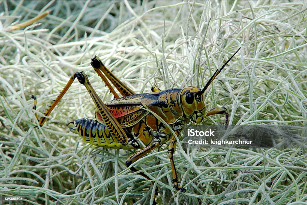 POPOŁUDNIE SJESTA-GRASSHOPPER - Zbiór zdjęć royalty-free (Konik polny)