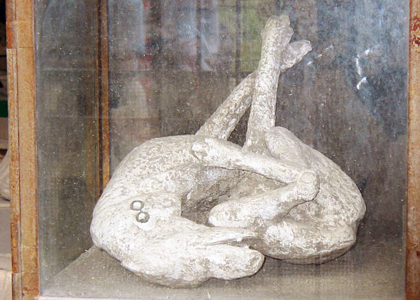 Pompeii Dog in Stress This is a plaster cast taken from a dog that was frozen in time immediately following the eruption of Mt. Vesuvius. pompeii ruins stock pictures, royalty-free photos & images