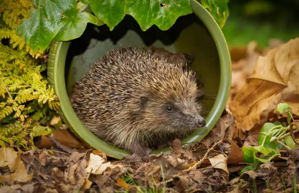 Close up of a wild, native, European hedgehog emerging at dusk and foraging for food inside a green plantpot.  Scientific name: Erinaceus Europaeus.  Horizontal.  Copy space.