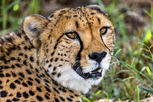 Hungry cheetah in Namibia