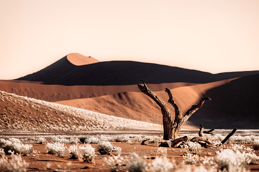 Famous dune in desert