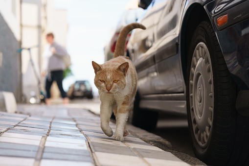Arinaga, Spain, Grand Canaria, Nivenber 10, 2018, Serious spanish cat living at the street near the ice cream shop in the Grand Canaria. Defocused background. He's coming straight towards me