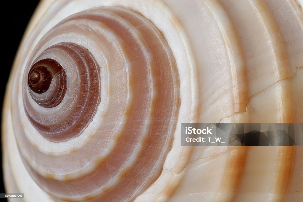 Marine sea shell - Lizenzfrei Abstrakt Stock-Foto