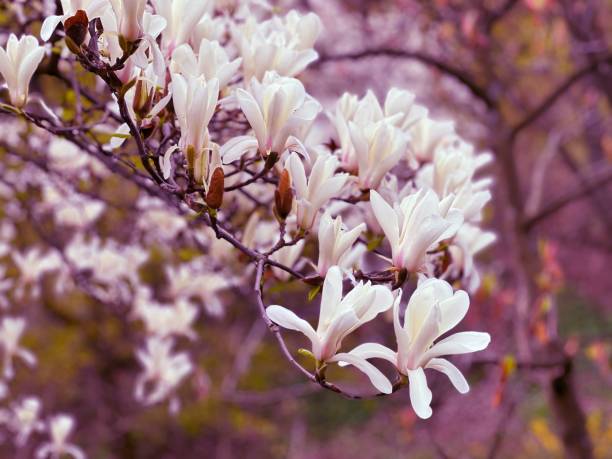 магнолия белые весенние цветы. красивое дерево магнолии. - magnolia southern usa white flower стоковые фото и изображения