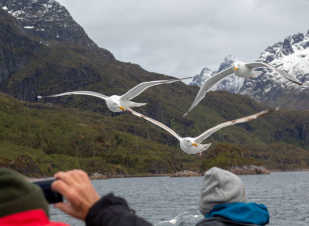istock birds in the trollfjord 1393858196