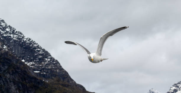 istock birds in the trollfjord 1393858247