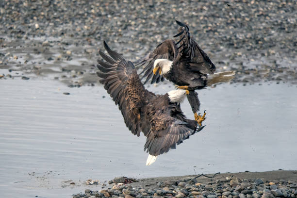 Two Bald Eagles fighting over fish that is mostly eaten in Bald Eagle Preserve near Haines, Alaska in western United States of America (USA). The eagle at the top has one of it's eye lids closed. Haines can be reached by air or ferry from Juneau.