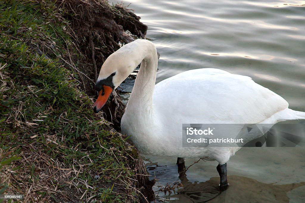 Swan - Photo de Animaux à l'état sauvage libre de droits