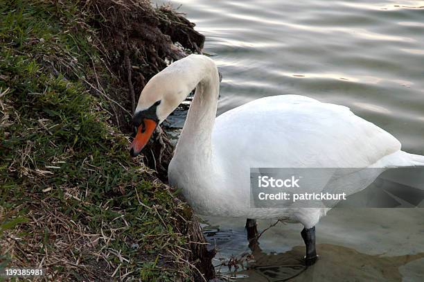 Photo libre de droit de Swan banque d'images et plus d'images libres de droit de Animaux à l'état sauvage - Animaux à l'état sauvage, Blanc, Cygne