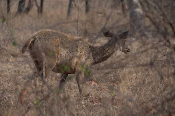 istock Sambar Deer Standing On Grassy Field At a Forest in Madhya Pradesh, India 1393859820