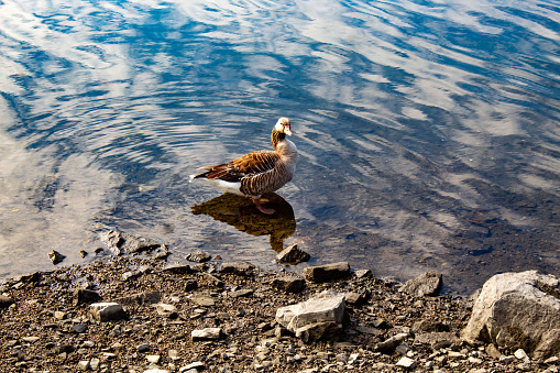 Norway, Oslo  - A duck on the Oslo pier