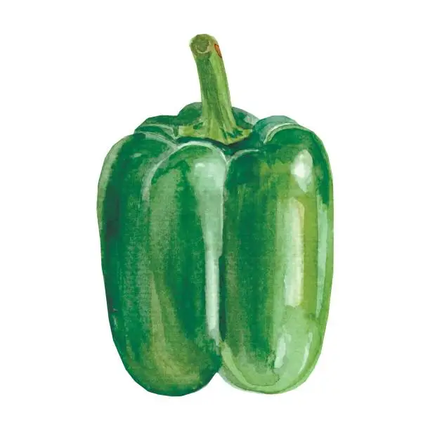 Vector illustration of Green pepper watercolor illustration. Paprika