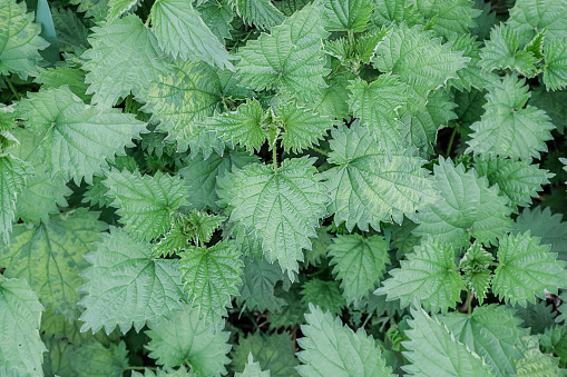 Common nettle, top view. Nettle dioecious close-up.