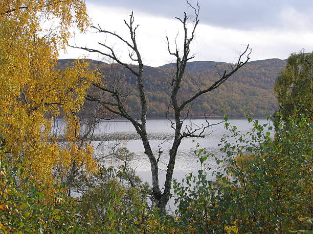 Dead Tree stock photo