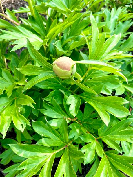 istock A single yellow Peony plant bud getting ready to bloom 1393861198
