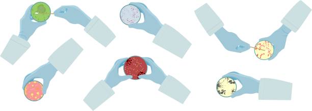 ペトリ皿を持った手袋をはめた科学者の手 - petri dish bacterium colony laboratory点のイラスト素材／クリップアー��ト素材／マンガ素材／アイコン素材