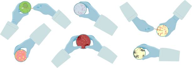 페트리 접시를 들고 장갑을 끼고 있는 과학자의 손 - agar jelly illustrations stock illustrations