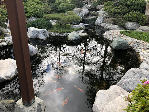 koi pond in japanese friendship garden