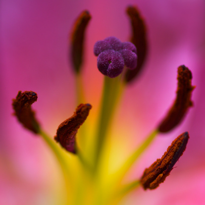 Macro of a pink lily