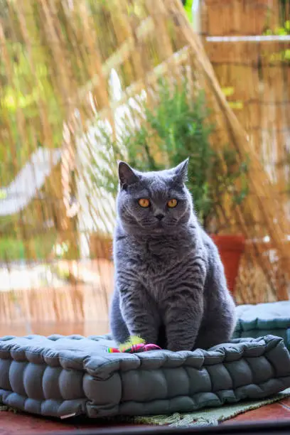 Grey british shorthair cat sitting on pet bed on terrace. Cute animal