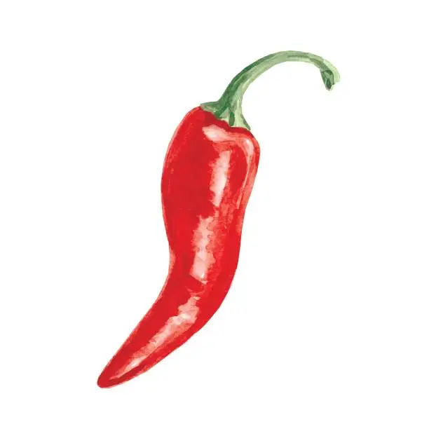 Vector illustration of Single red chilli watercolor pepper.