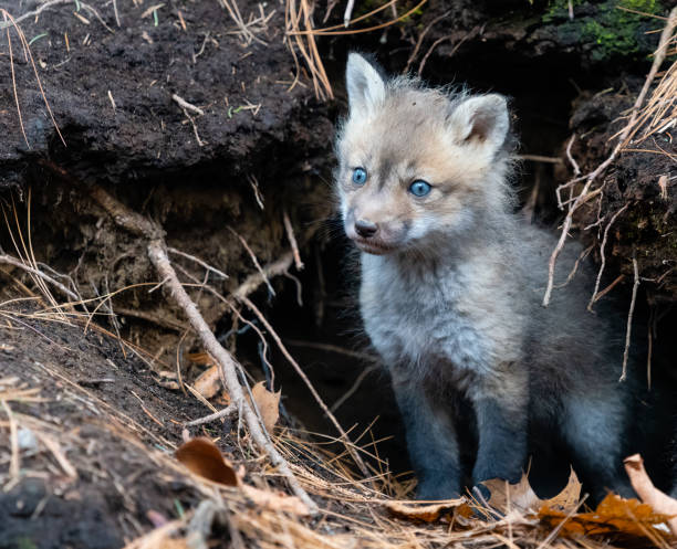 istock Red fox in the wild, fox pup near den 1393862789
