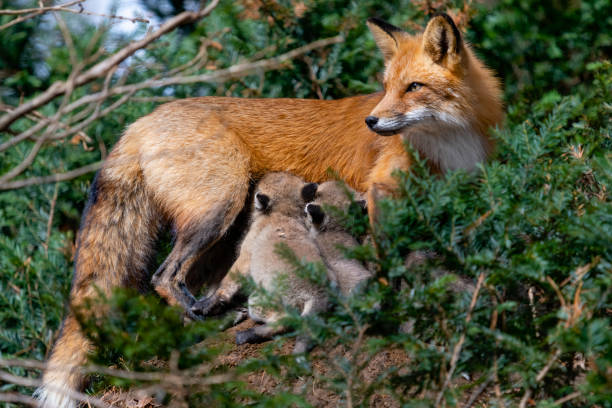 istock Red fox in the wild, mother feeding fox pups 1393862805