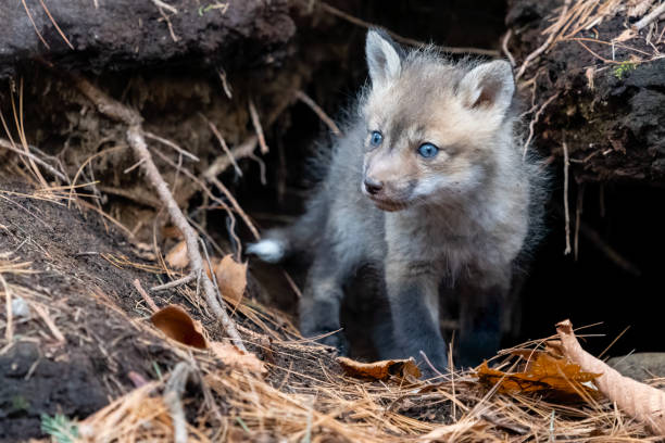 istock Red fox in the wild, fox pup near den 1393862806