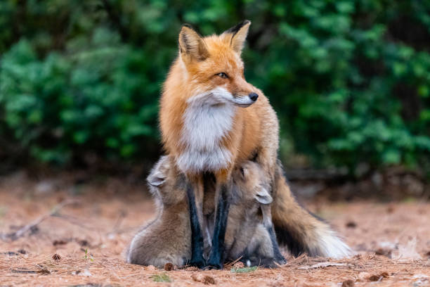 istock Red fox in the wild, mother feeding fox pups 1393862835