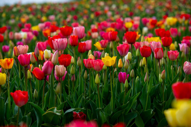 Field of many blooming pink, white, yellow and red tulips showing green stems. Close up and looking towards blue sky. Field of many blooming pink, white, and purple tulips showing green stems. Close up and looking towards blue sky background. park leaf flower head saturated color stock pictures, royalty-free photos & images