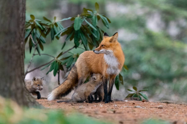 istock Red fox in the wild, mother feeding fox pups 1393862850