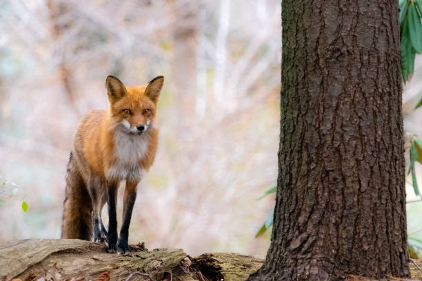 istock Red fox in the wild, female animal 1393862852