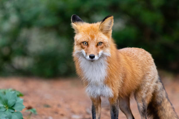 volpe rossa in natura, bellissimo animale femmina - volpe rossa foto e immagini stock