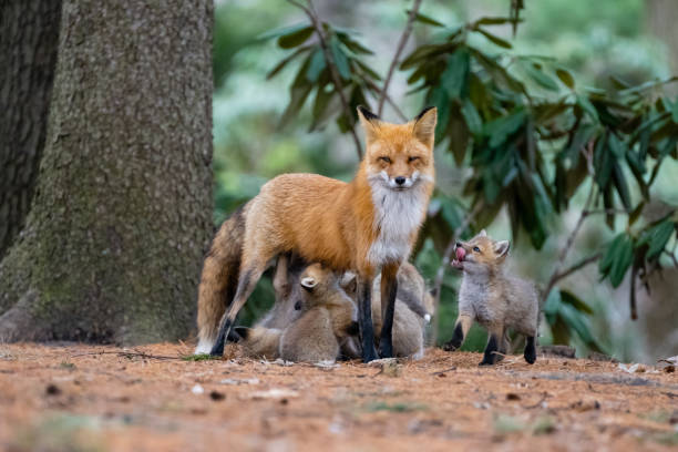 istock Red fox in the wild, mother feeding fox pups 1393862925