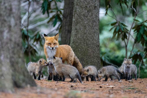 Red fox, vulpes vulpes, in the wild