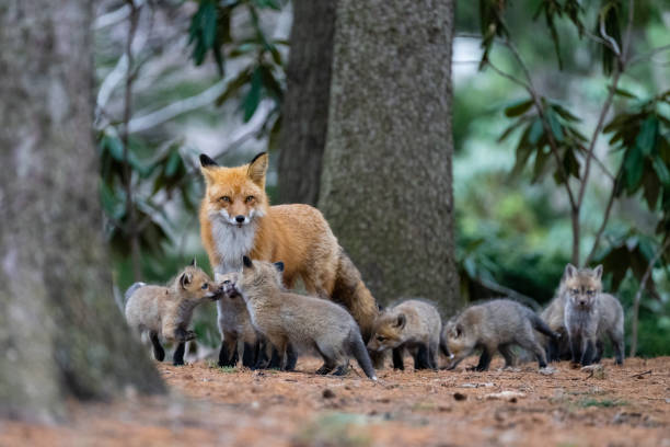 Red fox in the wild, mother feeding fox pups Red fox, vulpes vulpes, in the wild animal family stock pictures, royalty-free photos & images