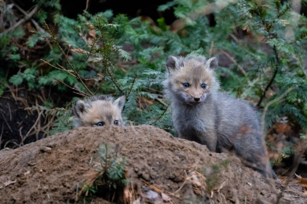 istock Red fox in the wild, fox pups playing near den 1393863030
