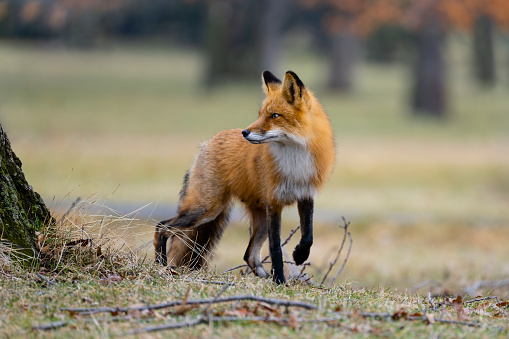 A beautiful shot of a fox sitting along the river Dodd