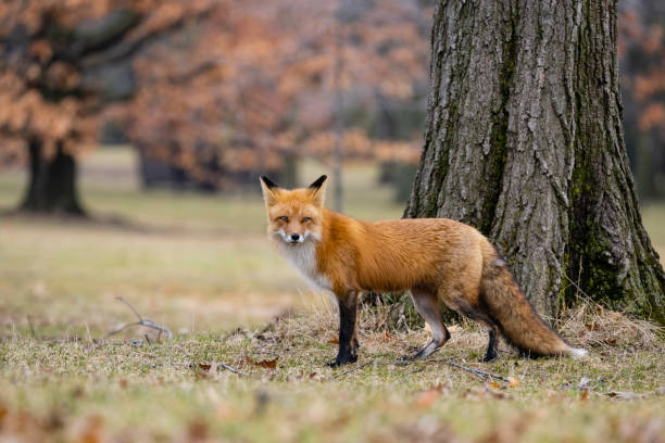 istock Red fox in the wild, female animal looking at camera 1393863136