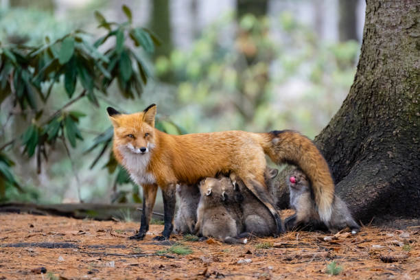 istock Red fox in the wild, mother feeding fox pups 1393863256