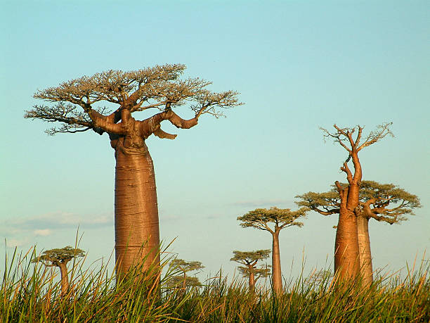 Campo de baobabs - foto de acervo