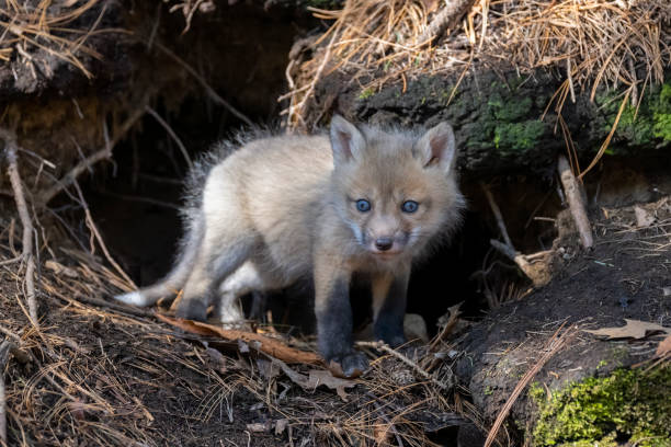 istock Red fox in the wild, fox pup near den 1393864604