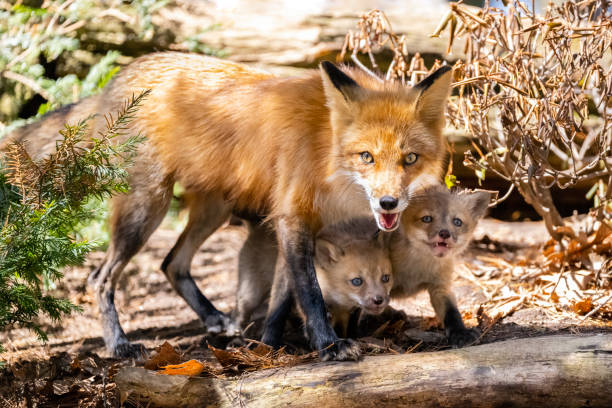 Red fox, vulpes vulpes, in the wild