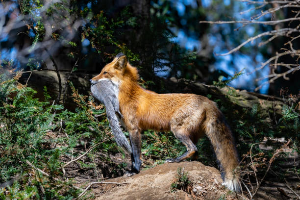 istock Red fox in the wild, female carrying a dead squirrel 1393864715