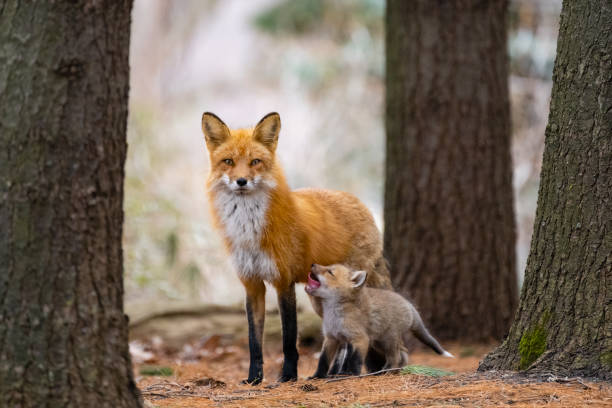istock Red fox in the wild, mother feeding fox pups 1393864928