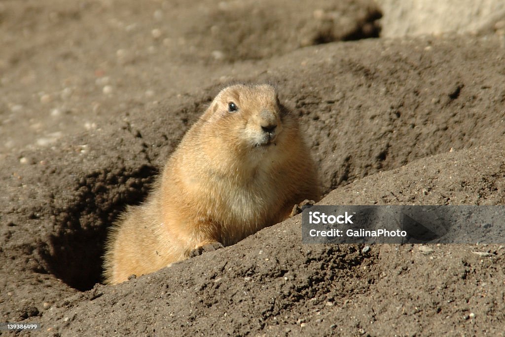 Coming out from the hole Groundhog is coming out from his hole in the end of February. Animal Stock Photo