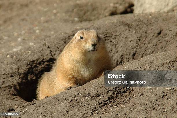 Coming Out From The Hole Stock Photo - Download Image Now - Animal, Animals In Captivity, Day