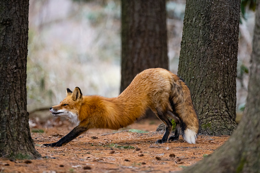 istock Red fox in the wild, female animal stretching 1393864994