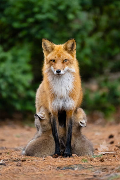 rotfuchs in freier wildbahn, mutter füttert fuchswelpen - rotfuchs stock-fotos und bilder