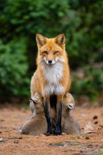 Red fox in the wild, mother feeding fox pups stock photo